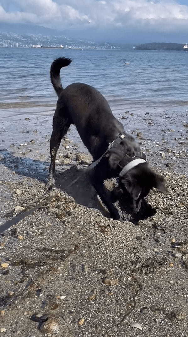 ビーチで穴掘りに奮闘する愛犬。ところが掘れども掘れども穴が埋まるし、海水がしみ出てきます・・！！【海外・動画】