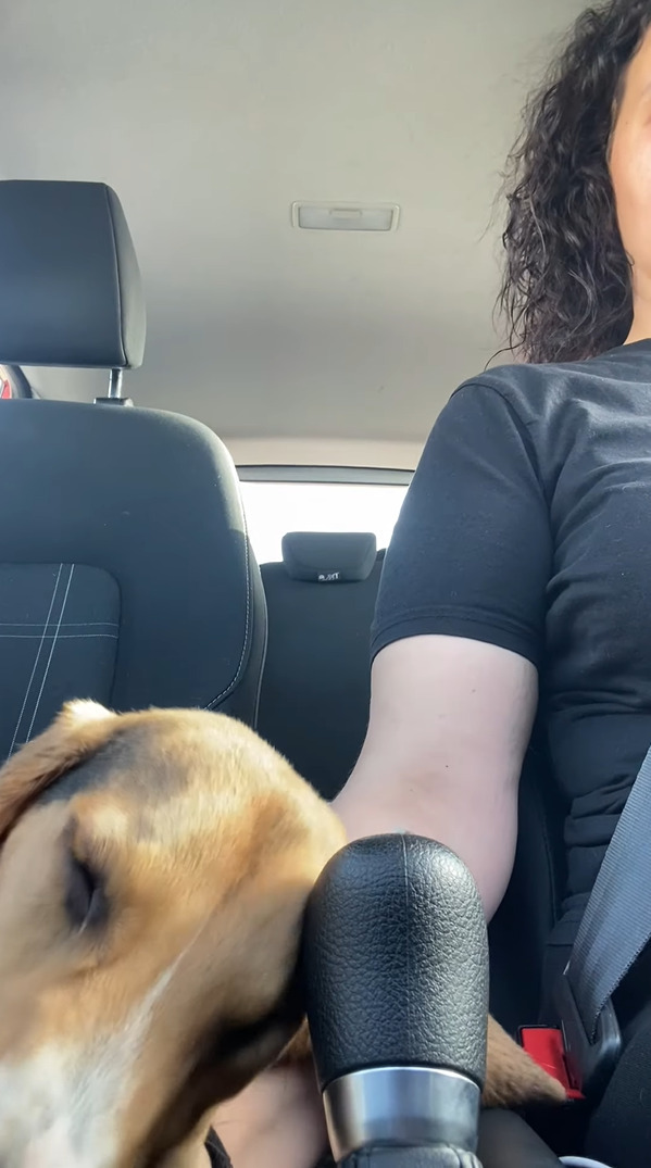 ドライブ中におネムになった愛犬。枕に選んだその場所にビックリ・・・！！これは運転するのに困ってしまいます【海外・動画】