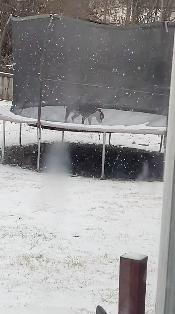 雪が大好きだという犬。雪が降っている最中にトランポリンで遊ぶととても楽しいみたい！ずっと跳ね続けて楽しそうに過ごしています