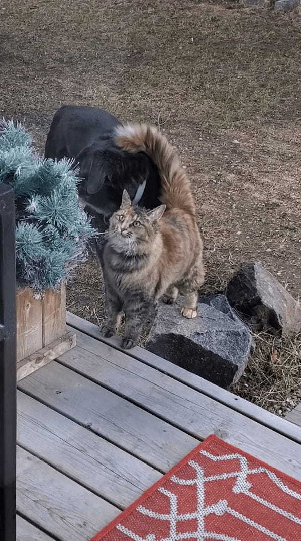 機嫌が良さそうな表情を見せる猫。どうやら犬がしてくれている頭へのグルーミングがイイ感じなようでうっとりしています【海外・動画】