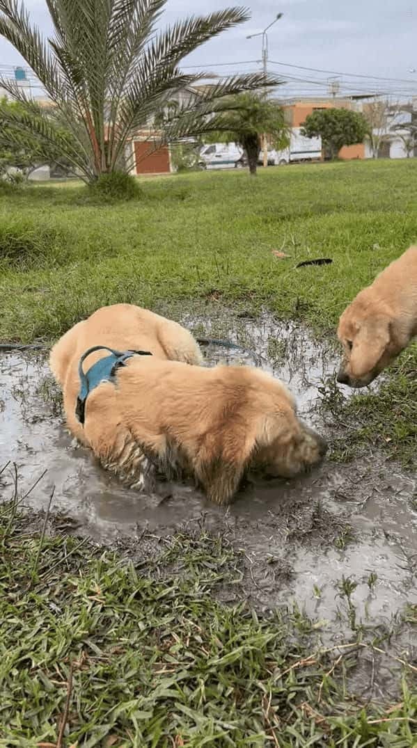 水たまりを見つけた子犬は大はしゃぎ！！泥の中に入ってバシャバシャ！水たまりをホリホリ！！そんな風に遊んでいた結果・・【海外・動画】