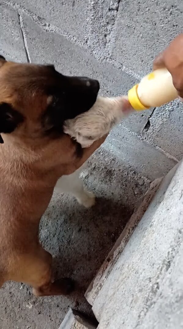 子犬がヤギの赤ちゃんのお手伝い？ミルクを飲む間後ろからぎゅっと抱き着いてる！？大好きで仕方ないのかも！！【海外・動画】