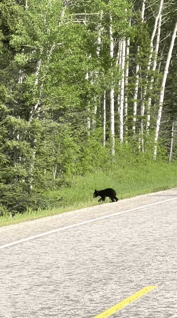 クマの親子が道路を行ったり来たり。子グマが道路を渡ったと思ったら、引き返して茂みの中へ。この行動にはある理由が！！【海外・動画】