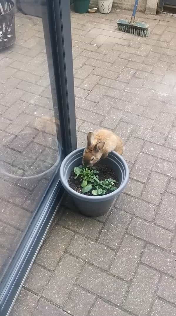 ウサギは植木鉢でいい感じのごはんを発見！！しかもつついていたら、根っこごとゲットできたので大喜び！！【海外・動画】