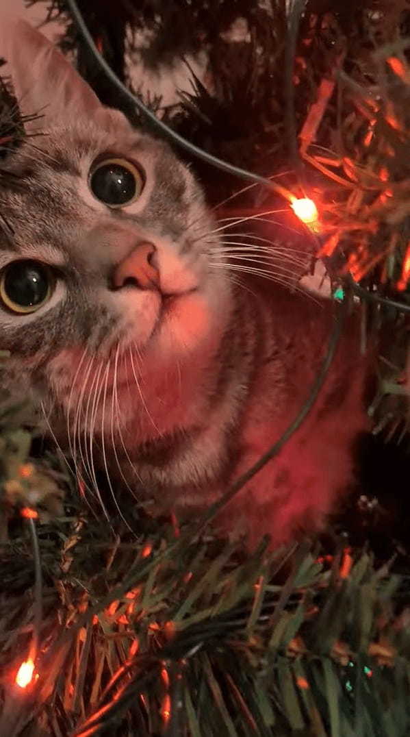 猫の手の形をしたクリスマスオーナメント？いいえ、違います！クリスマスツリーに潜り込んだ猫のおててです！！【海外・動画】