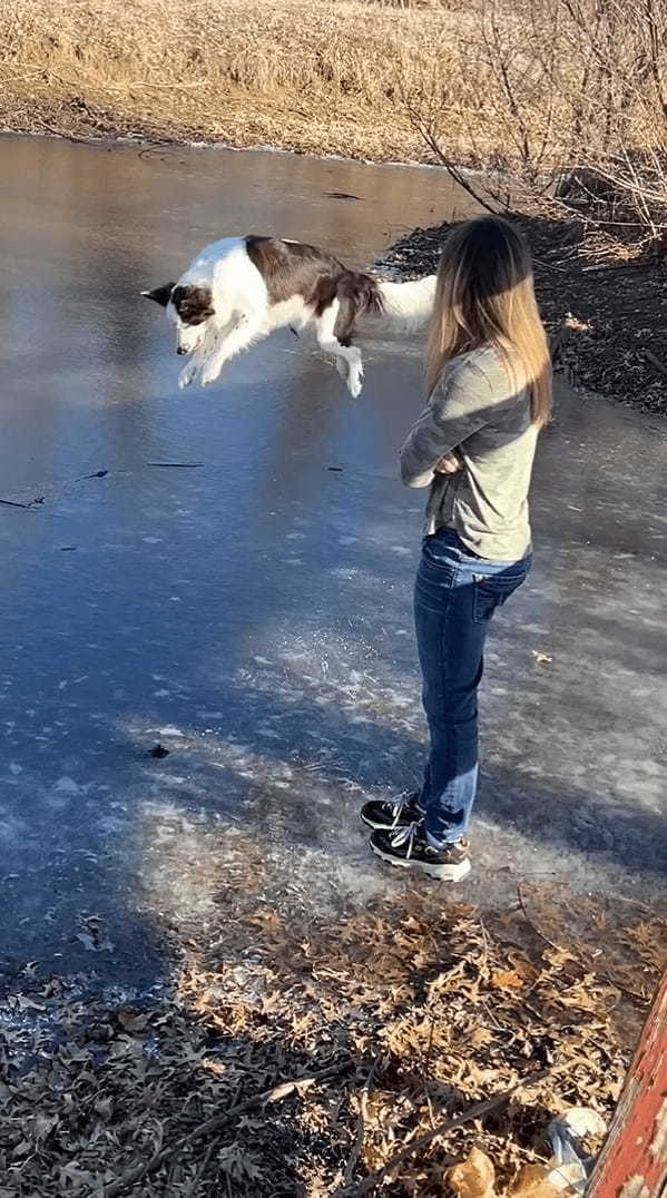 氷の上に立つボーダーコリー。飼い主さんのマネをしようとしたところ大失敗してしまうのですが・・・、諦めることなく再挑戦！！