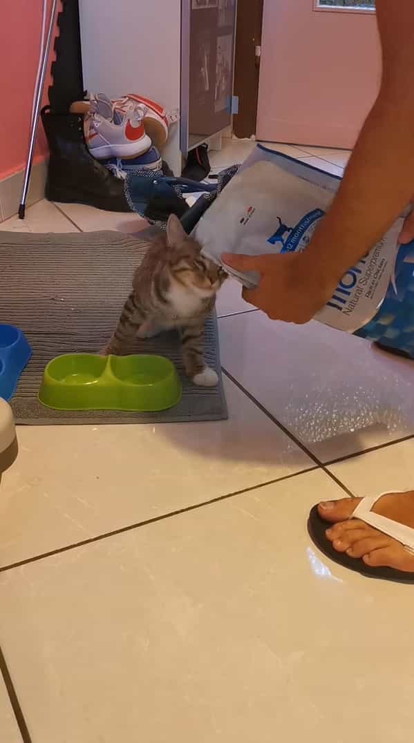 ごはんが早く食べたい猫。ところが気がはやりすぎたようで、飼い主さんにごはんを盛り付けさせたくないみたいな動きをしています【海外・動画】