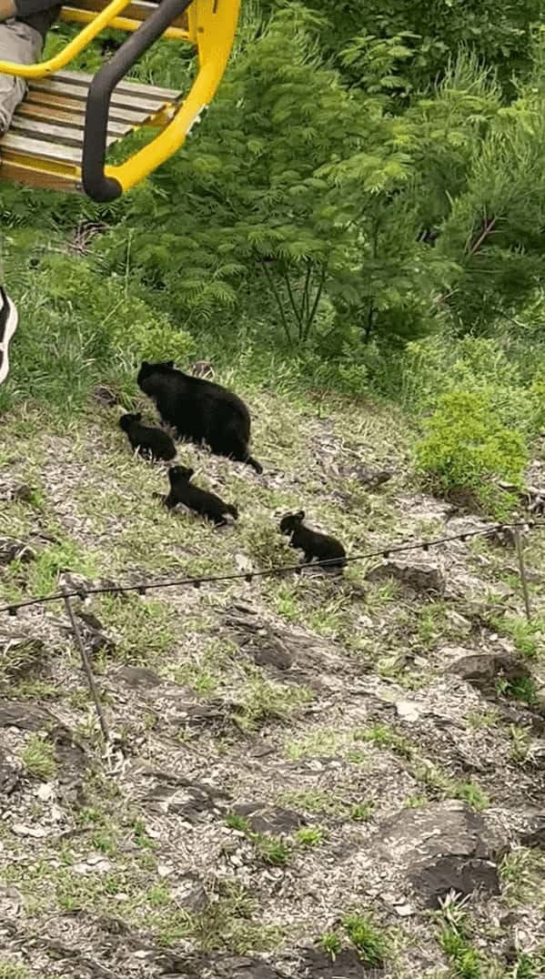 山中を悠々と闊歩する親子のクマたち。だけどそこは・・、意外過ぎる場所の真下だったのです！！【アメリカ・動画】