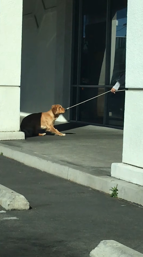 病院に行くのを頑なに拒む犬。踏ん張ったり飼い主さんも引きずるようにしてバックしてみせますが・・・