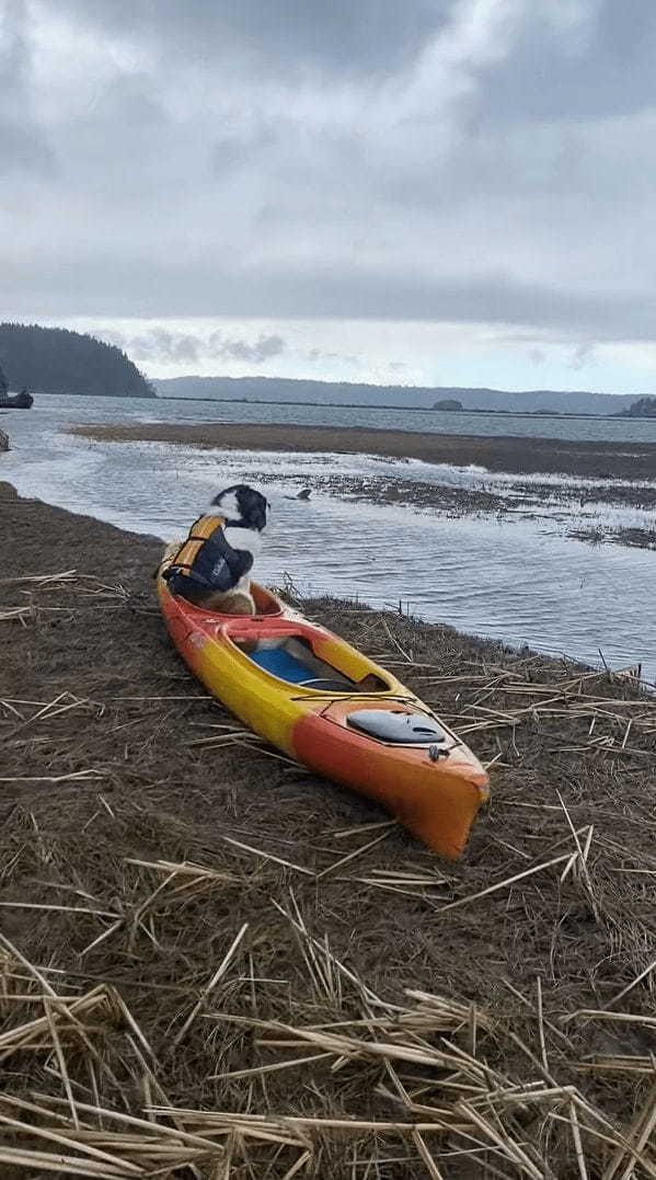 「冒険へ出たい・・・」岸に上げられたカヤックに乗り込み広大な自然に目を向ける犬。ライフジャケットも装着していて、すぐにでも出発したいようです