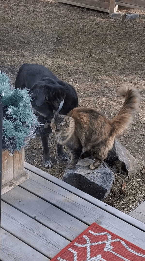 機嫌が良さそうな表情を見せる猫。どうやら犬がしてくれている頭へのグルーミングがイイ感じなようでうっとりしています【海外・動画】