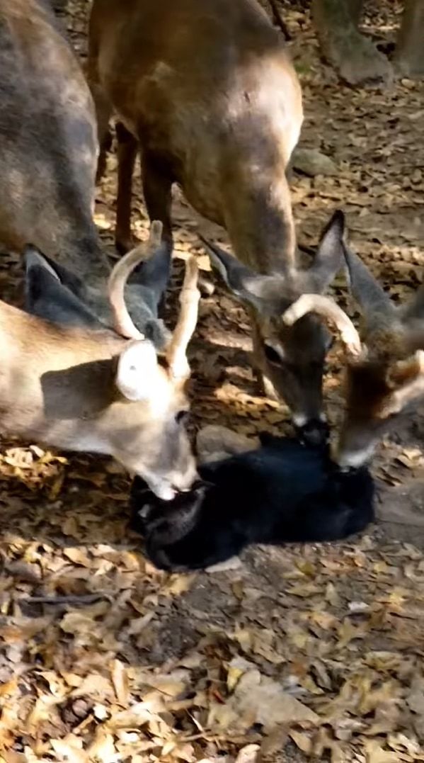 不思議な光景！猫に群がる鹿!?みんなで猫をペロペロ！猫も特に嫌がる様子もなくされるがままに！