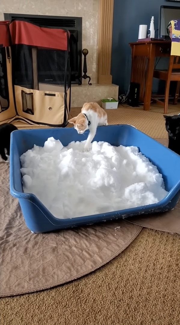 室内飼いをしている猫たちのために雪を運び込んでみたら・・・、みんな思い思いに堪能していました！！