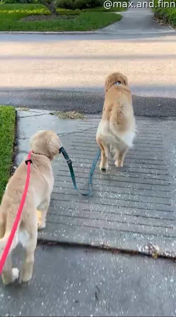 2匹の愛犬と楽しく散歩中と思ったら・・・、あれ？1匹のリードを持っているのは？？