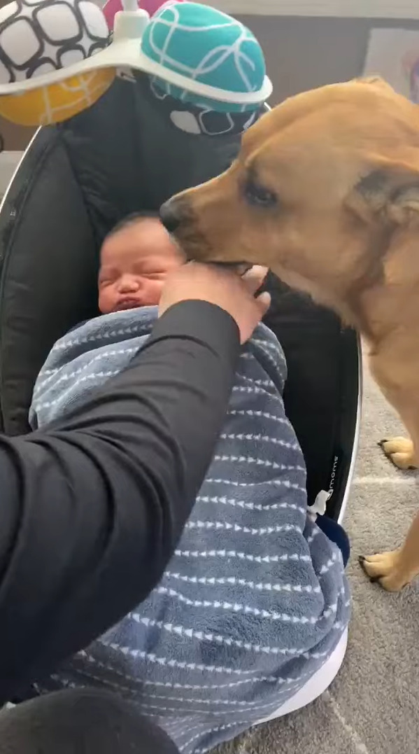 初めて会った赤ちゃんに「はじめまして」の挨拶をする愛犬は暴走気味？！赤ちゃんは寝ているので離れさせようとするのですが・・【アメリカ・動画】