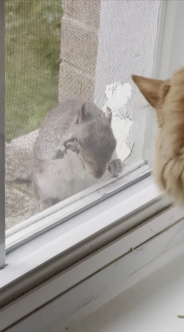 家の中から猫が見守る中、外で何かをガシガシとかじるリス。・・て、それはごはんじゃなくて網戸ですよ！！【アメリカ・動画】