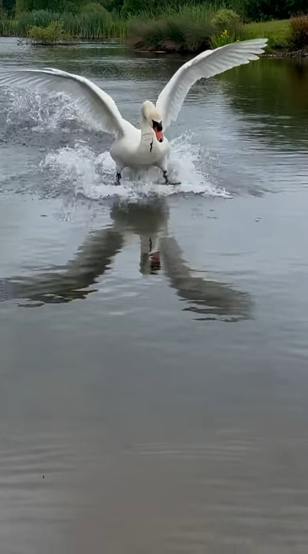 白鳥の着水がスゴい！水面を切ってスピードを落とす足ブレーキも絵になる！！