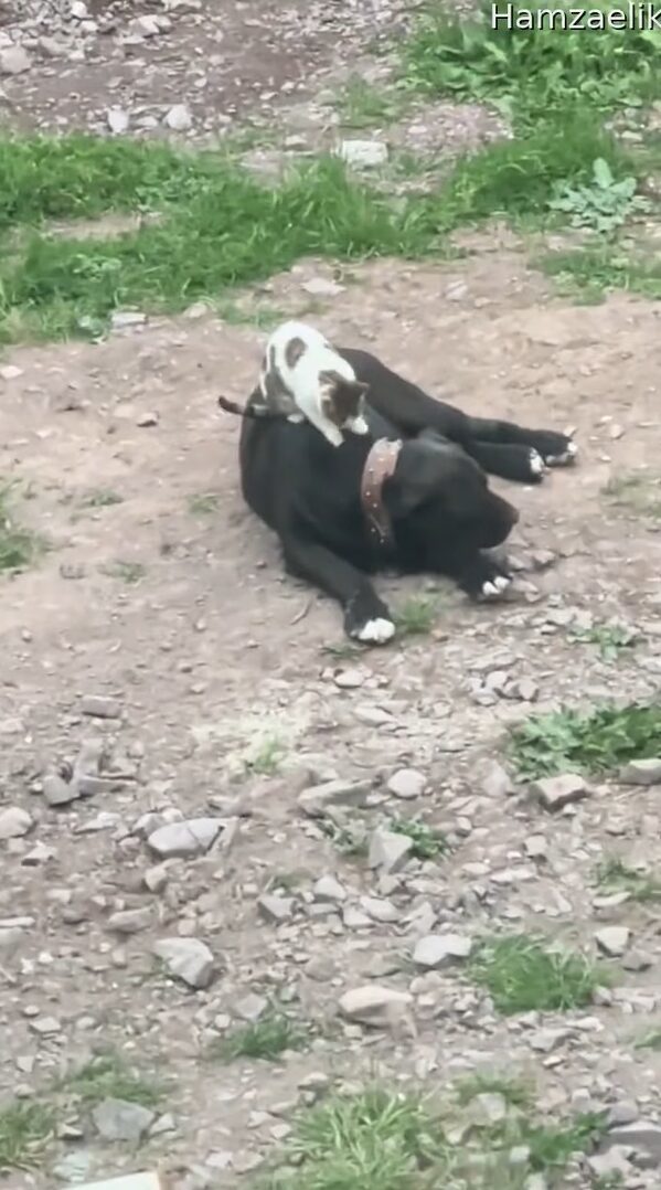 ネコの青空マッサージ屋さん？野良猫がやって来たと思ったら・・愛犬の背中をふみふみこねこね！！