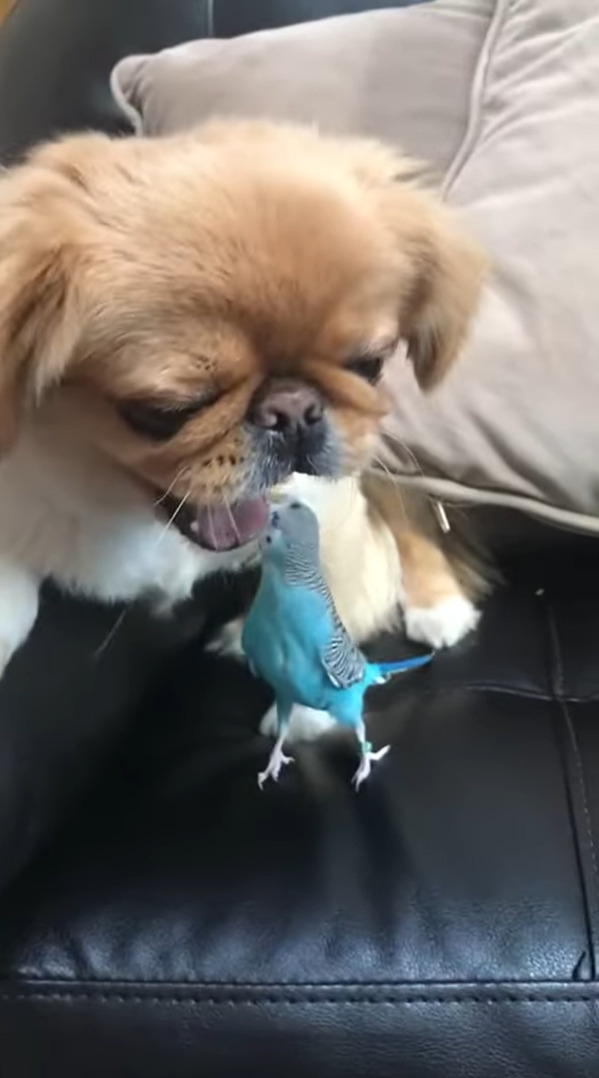 仲良しな子犬とインコ。ふたりはソファの上で一緒につくろいでいます【アメリカ・動画】