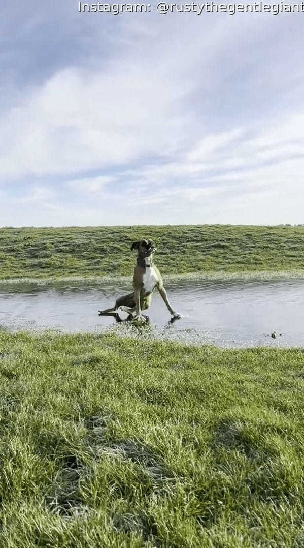 原っぱを元気に駆ける愛犬。水たまりの上も走って渡るのかと思いきや・・、この子もびっくりするハプニングが！！