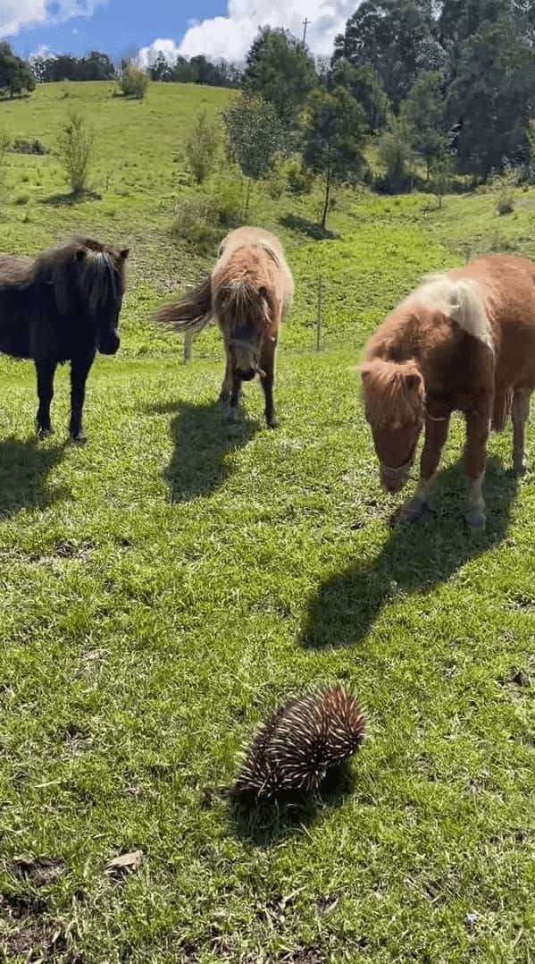 ミニチュアホース達は牧場に現れた珍客に夢中！飼い主さんが離れてと言っても聞く耳を立てません。その珍客の正体とは！？