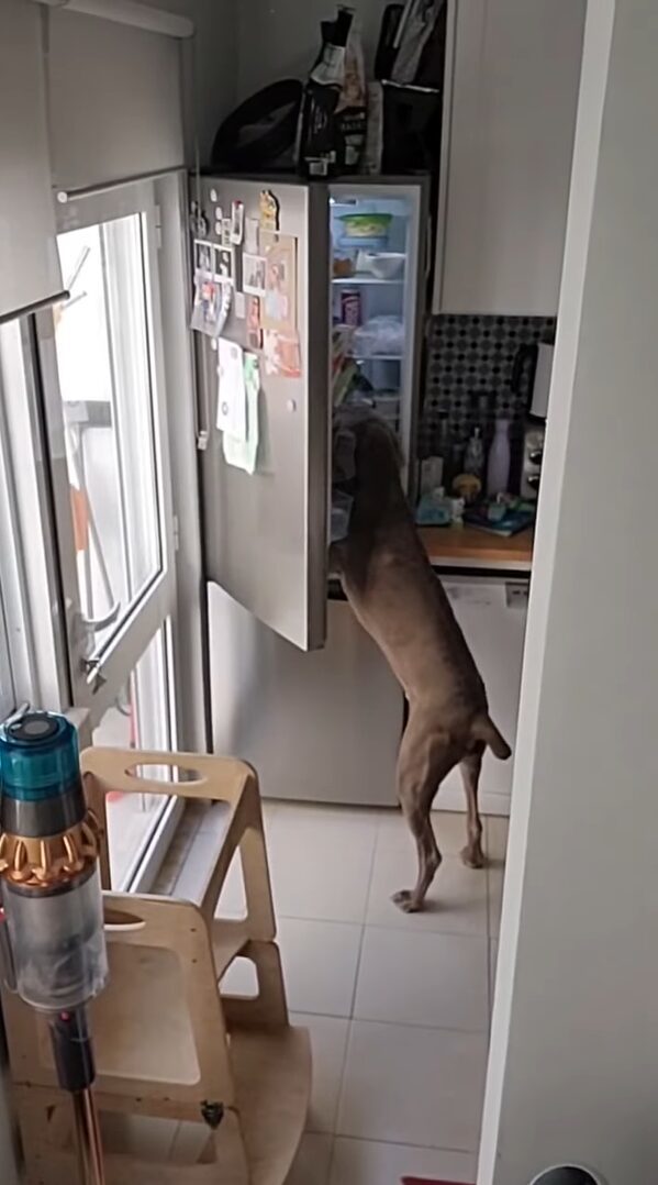 外出したフリをして身を潜めてみると・・。飼い主さんがお出かけしたと考えた愛犬たちは驚きの行動に！！【海外・動画】