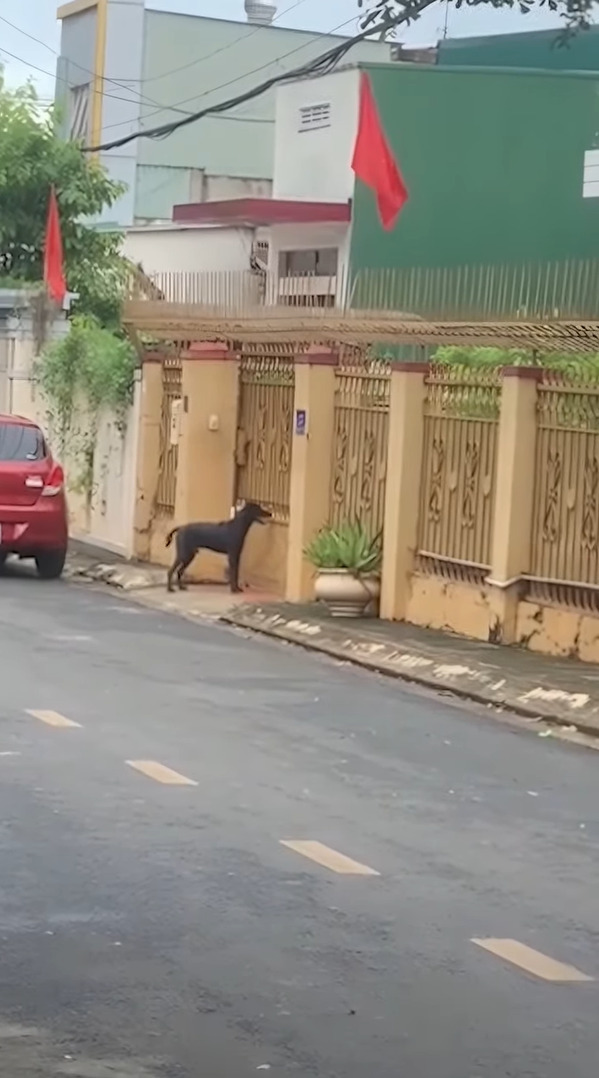 「ただいま〜。帰ったよ〜」門の前にいる犬が、お家に入りたいので自分の帰宅を知らせるために驚きの行動をとっていました！！【海外・動画】
