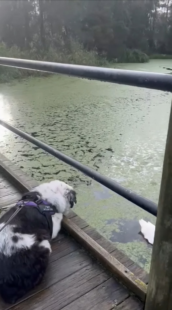 水面を泳ぐアヒルの姿をしげしげと見つめる犬。飼い主さんが「あっちへ行こう」の意味で「GO!」と言ったところ、ある勘違いをしたらしく・・！