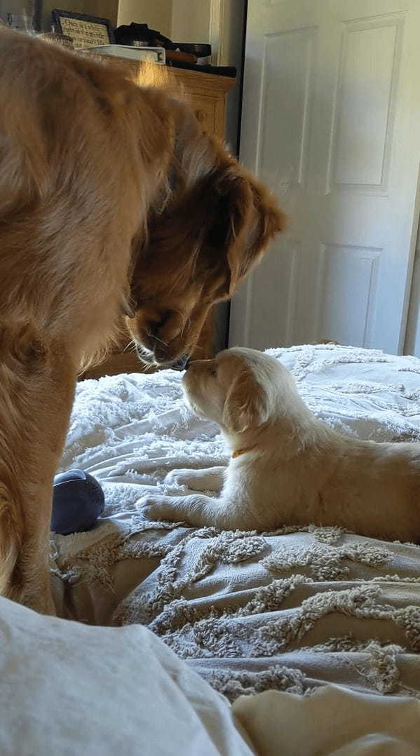 父娘の姿が尊い！ハチに刺された子犬を気遣うパパ。娘ちゃんもパパに甘えているようです