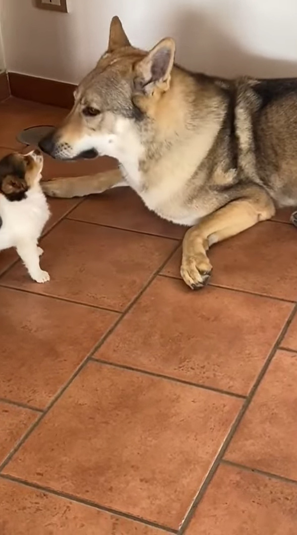 そばにいた犬の耳をグルーミングする子犬。ところがペロペロするどころか、ついパクっとしちゃって・・！！