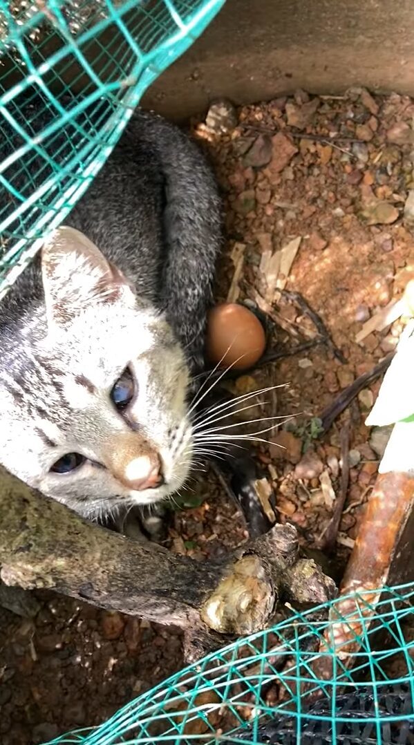 ママになった気分？ニワトリの卵を猫が温めてる！？【海外・動画】