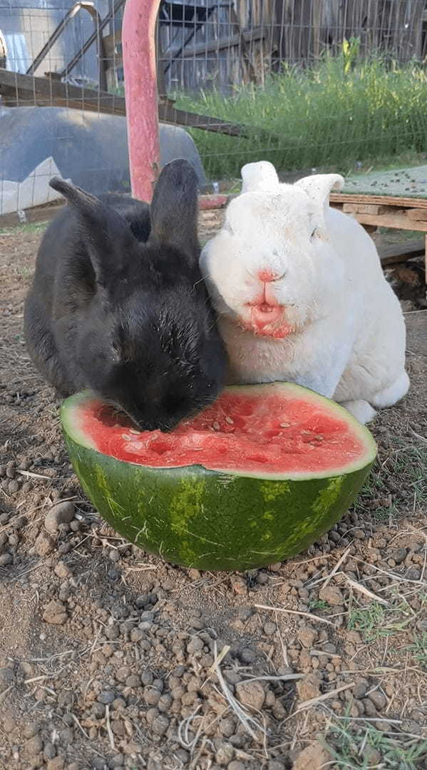 シャクシャクと食べるのが止まりません！口の周りを真っ赤にしてスイカを熱心に食べ続けるウサギたち【アメリカ・動画】