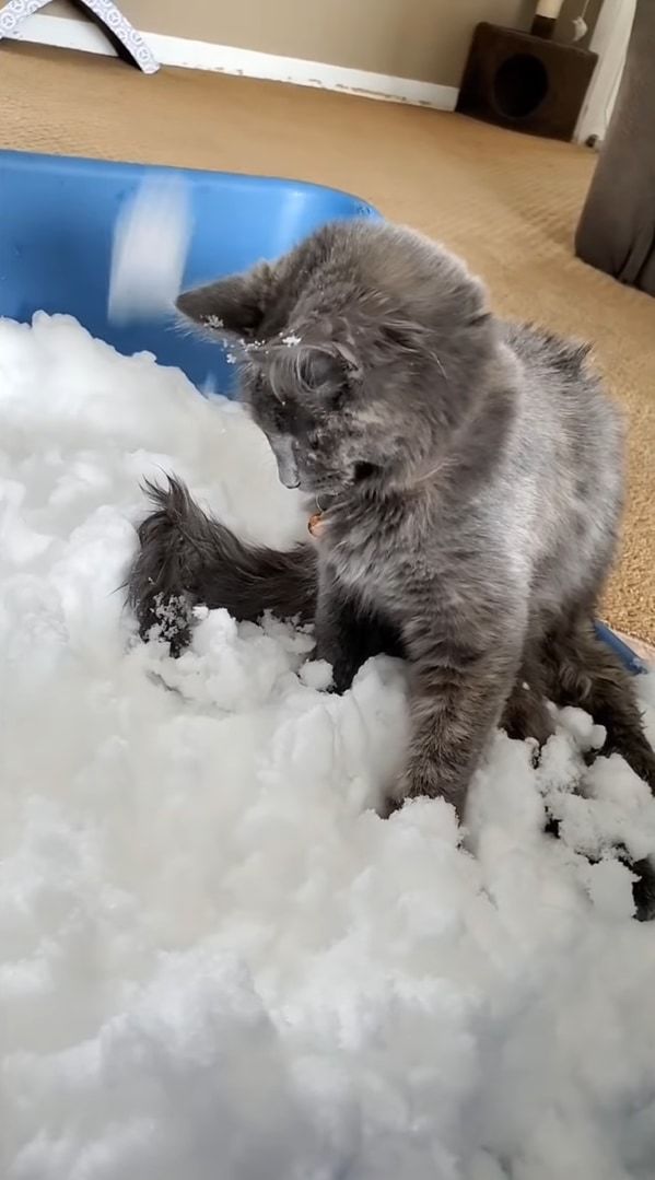 室内飼いをしている猫たちのために雪を運び込んでみたら・・・、みんな思い思いに堪能していました！！