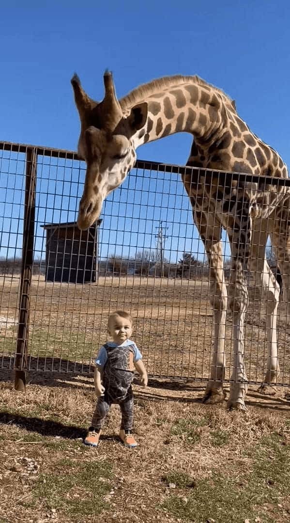 サファリパークでキリンの前に立つ小さな男の子。その姿に興味を持ったのか、キリンがキスの嵐で歓迎してくれました！！