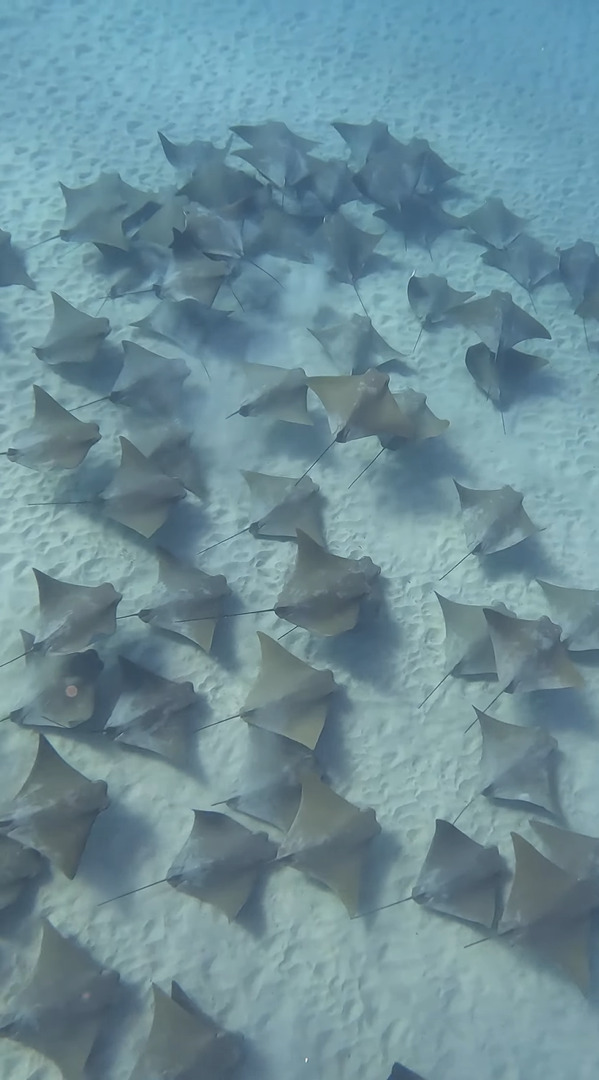 海底を進む大規模なエイの群れを発見！いったい何匹いるかも想像がつきません！！