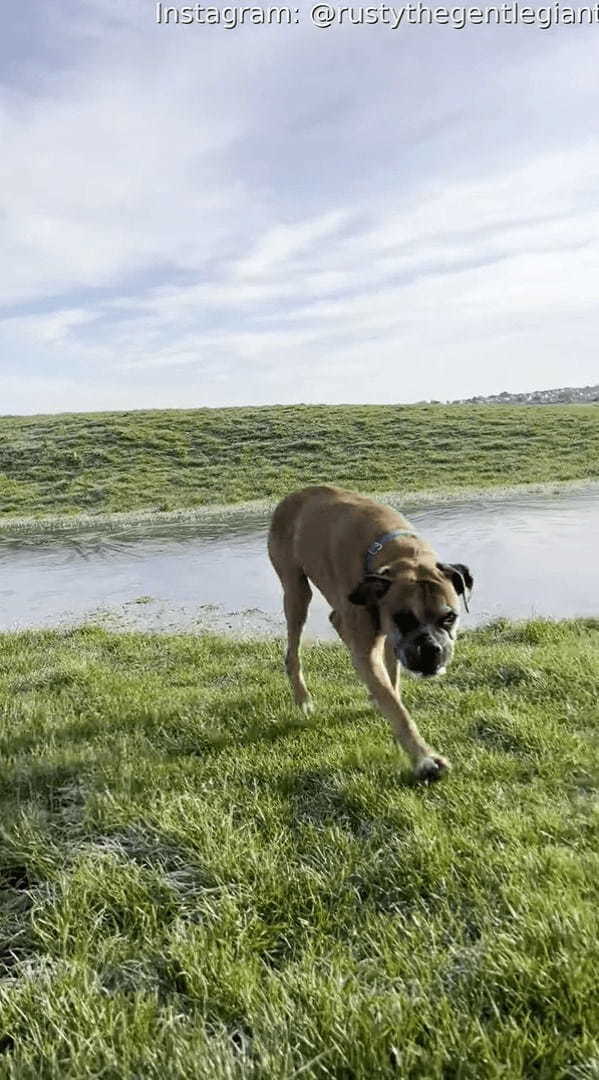 原っぱを元気に駆ける愛犬。水たまりの上も走って渡るのかと思いきや・・、この子もびっくりするハプニングが！！