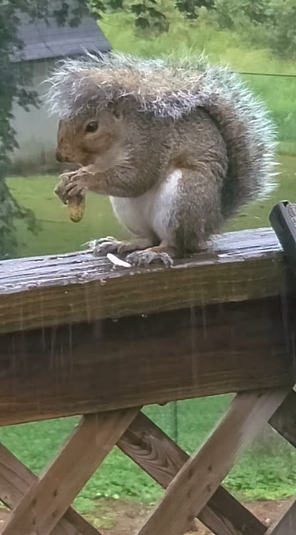 雨が降る中、外でピーナッツを夢中で食べるリス。実はこの子には、自慢の雨具があるんです！！【アメリカ・動画】