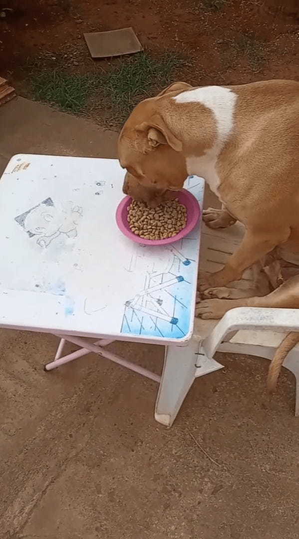 食事に見向きもしない子犬ですが、おなかは空いているみたい！実は『ある場所』に食事を置いてもらわないと食べないんです！！【海外・動画】