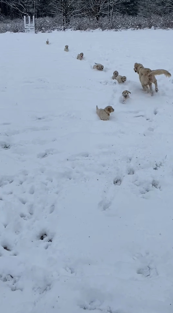 雪の中も元気に動き回るゴールデンレトリバーの子犬たち。深さがあるのか、子犬たちはみんなぴょんぴょん跳ねて移動しています！！