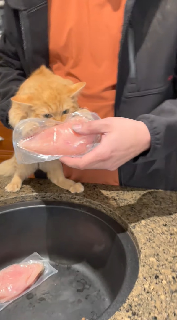 食いしん坊な子猫。今日のターゲットは・・料理前の鶏肉！パックごと「かぷっ」とかぶりついています【海外・動画】