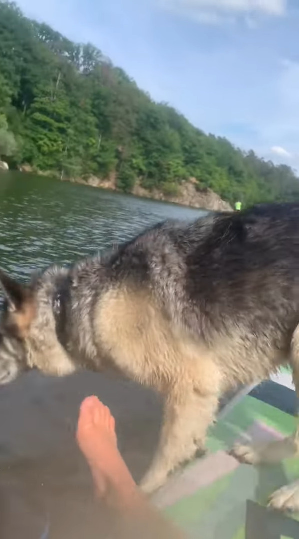 飼い主さんと一緒にパドルボードで湖面に浮かぶ愛犬。ところが、この子が急に湖に飛び込んだ結果、飼い主さんはとばっちりを喰らう羽目に・・