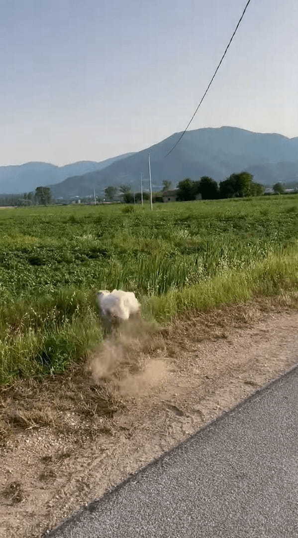 全速力で走ってくるボルゾイ。かっこいい姿を見せてくれましたが、全速力で走りすぎてカーブに差し掛かった所でアクシデントが！！【海外・動画】