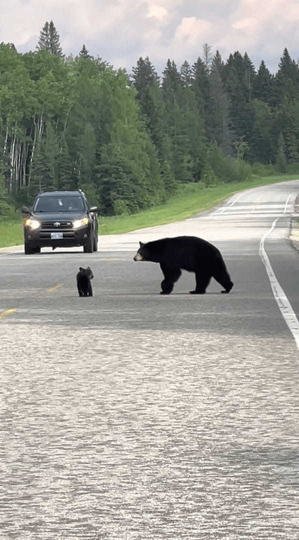 クマの親子が道路を行ったり来たり。子グマが道路を渡ったと思ったら、引き返して茂みの中へ。この行動にはある理由が！！【海外・動画】