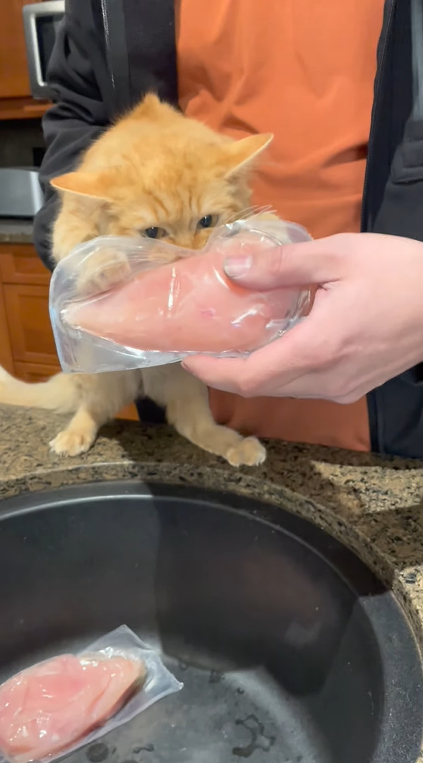 食いしん坊な子猫。今日のターゲットは・・料理前の鶏肉！パックごと「かぷっ」とかぶりついています【海外・動画】