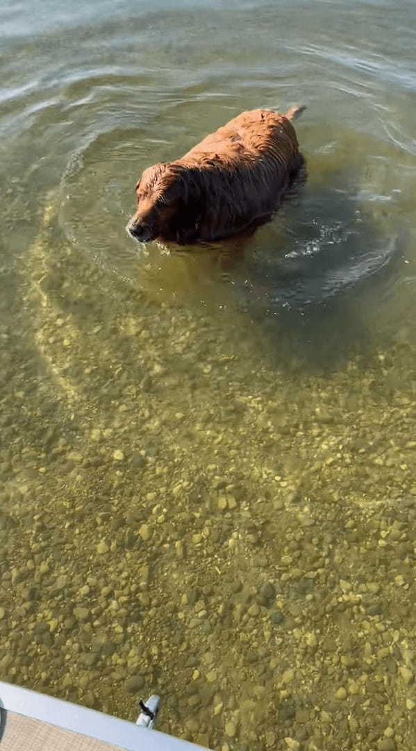 なにかを押さえつけるようにして水中にいるゴールデンレトリバー。次の瞬間、顔を水面に浸けましたが・・、その目的とは？！【アメリカ・動画】