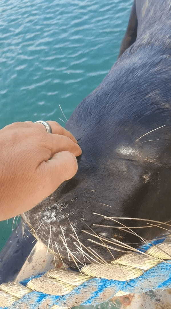 停泊中の船のデッキにあがってきたアシカ。ビックリする珍事かと思ったら・・、これはいつものことなんです！！【海外・動画】