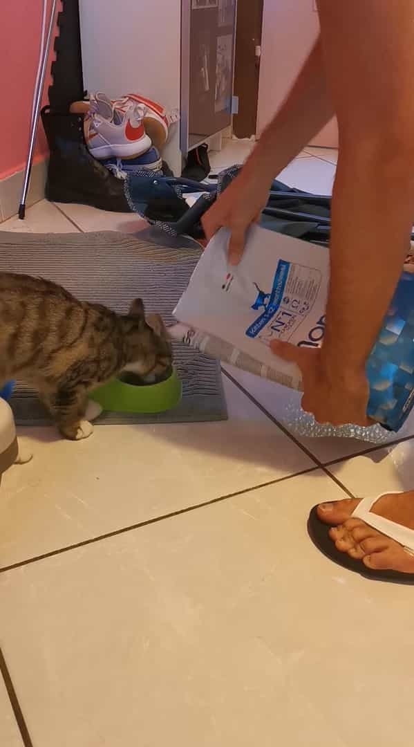 ごはんが早く食べたい猫。ところが気がはやりすぎたようで、飼い主さんにごはんを盛り付けさせたくないみたいな動きをしています【海外・動画】