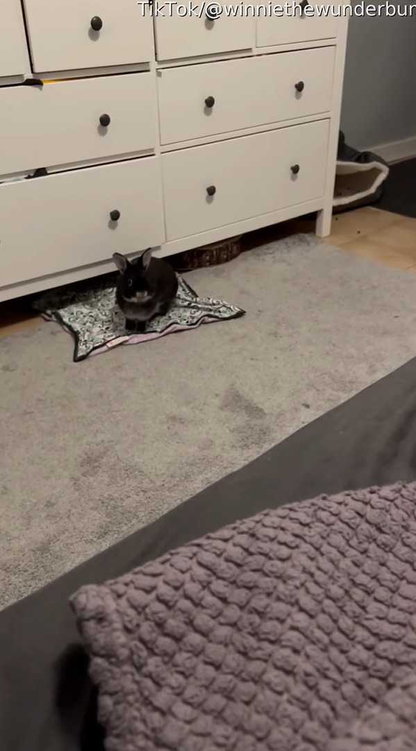 床に敷かれたタオルの上でくつろぐウサギ。ベッドの上に移動したいみたいですが・・、その驚異のジャンプ力にビックリ！【アメリカ・動画】