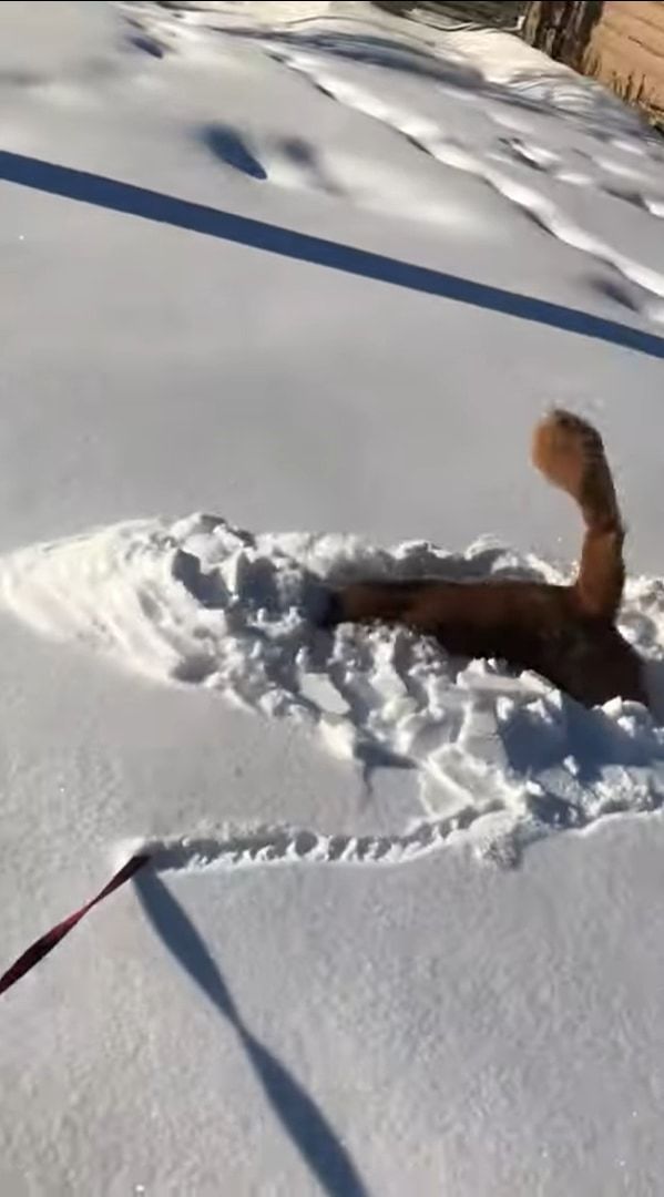 雪にテンションが上がったゴールデンレトリバー、散歩中にあった新雪に潜って進む！進む！！