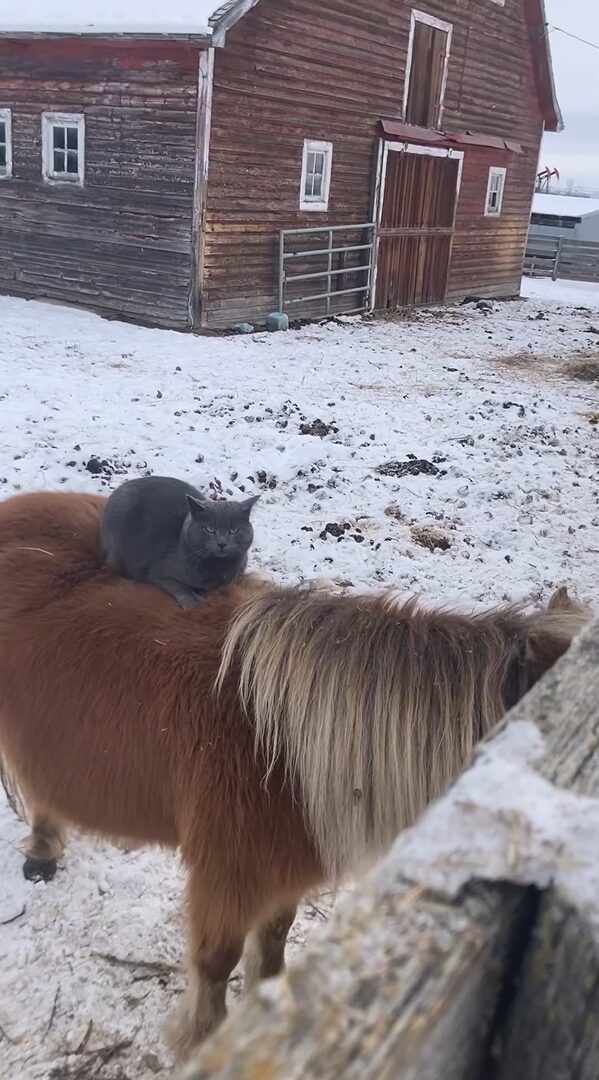 乗馬をする猫。馬の背中で丸くなってのんびりしているその様子も、猫が乗っているのを気にしていない馬も、どちらもかわいい！！【海外・動画】